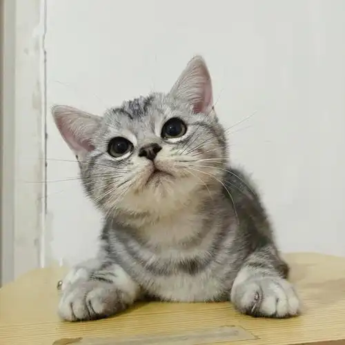 成都猫舍 ##cfa猫舍 ##美国短毛猫 #【觅家】领养价90999美短虎斑