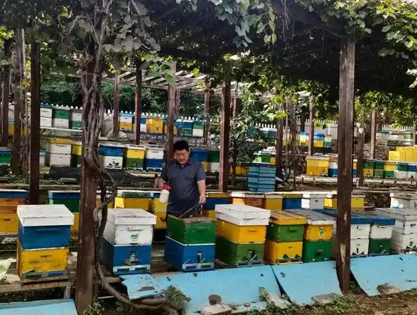 8月18日,王唯伊在北京密云太师屯镇一处蜂场工作.受访者供图