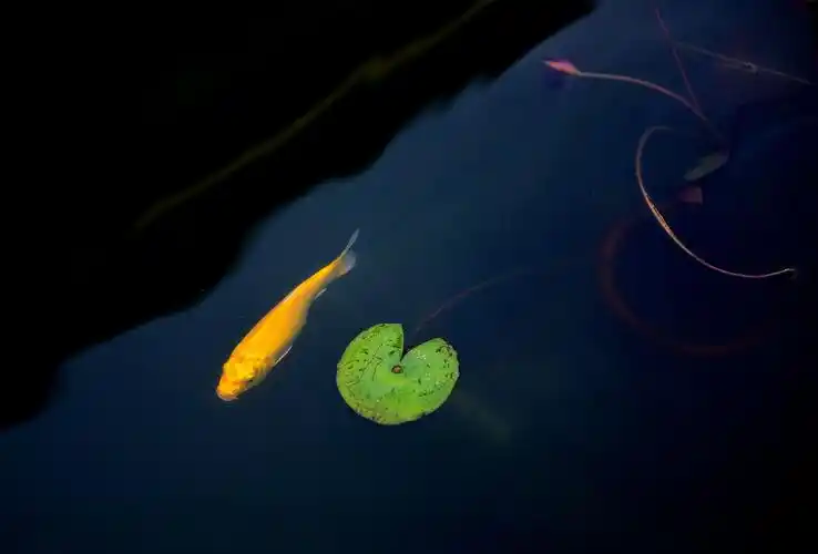 活泼的鱼儿在水中游来游去,因为鱼儿只有七秒的记忆,7秒之后,它们就