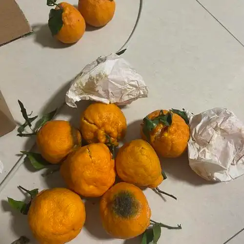 > 贡羽丑橘 丑橘5斤 中果商品评价 > 这是我买到过最差的丑.
