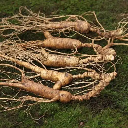 单支20克以上园参新鲜人参长白山人参带土