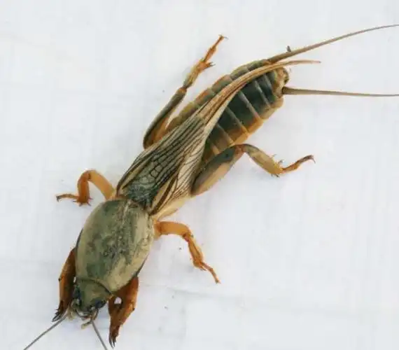 臭烘烘的蝼蛄, 是许多80后的童年回忆, 蝲蝲蛄有何危害, 能吃吗!