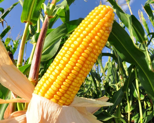 农民种植玉米成熟期做好这几点管理助你亩增产超百斤