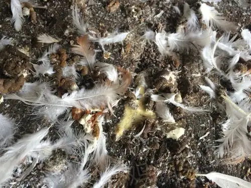 老师这种粪便是什么病?