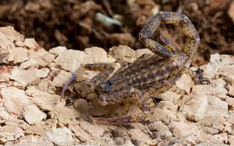 海南双针蝎的身世之谜