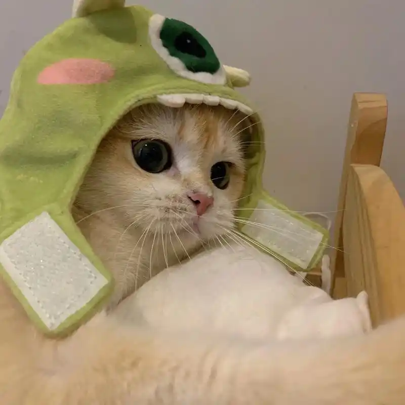 看在我这么可爱的样子下#猫猫头像 - 抖音