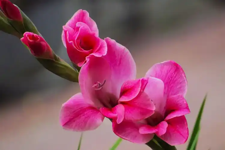 科 /a>, a href="#" data-lemmaid="3459800">唐菖蒲属 /a>多年生草本