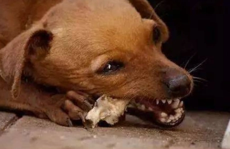 狗为什么吃骨头狗狗吃了鸡骨头几天死