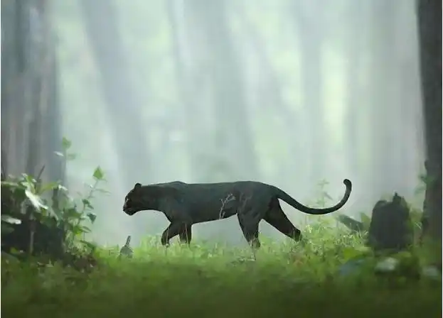 最近,在印度,一种濒临灭绝的神秘猫科动物——黑豹,被野生动物摄影师