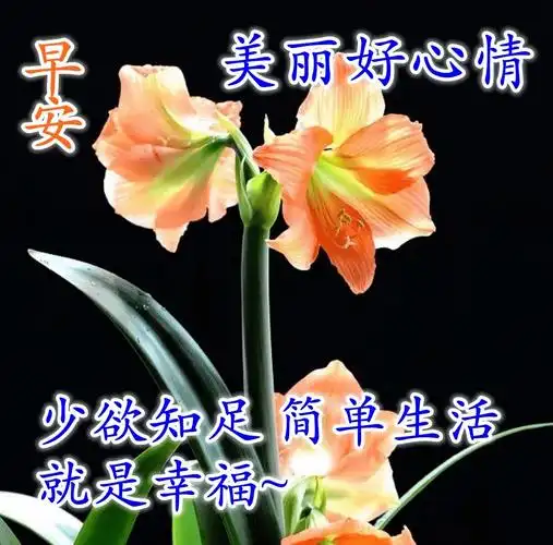 早晨发给朋友的微信浪漫问候语简短早上好唯美祝福语图片合集