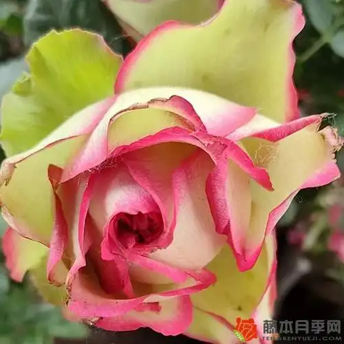 佛罗里达月季_图片_优缺点介绍-藤本月季网