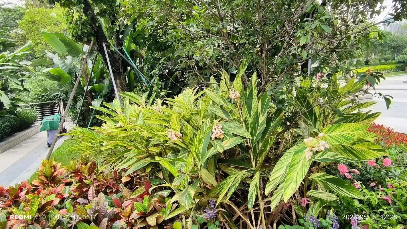 花叶良姜.【别名】花叶艳山姜 【科属】姜科山姜属 【分布】原 - 抖音