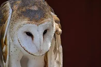 大雕鸮图片_大雕鸮高清图片_全景视觉