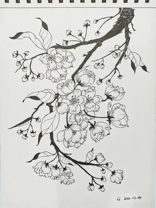 针管笔线描临摹梨花