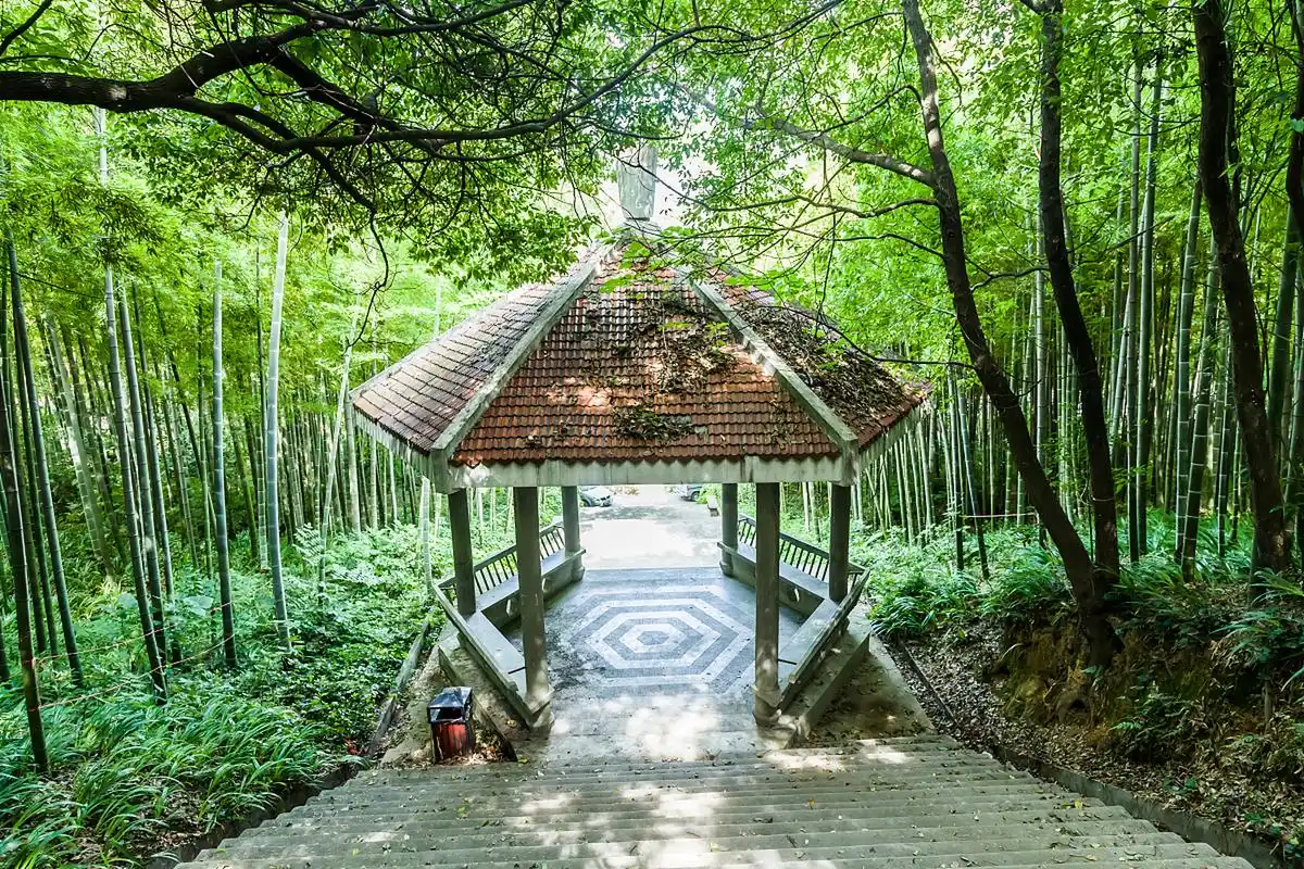 在竹博园,游客可以参观竹子生长的过程,了解竹子的用途和价值.