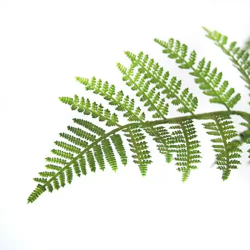 仿真猴蕨头树仿真绿植蕨草软装室内落地装饰蕨类盆栽猴头蕨盆景