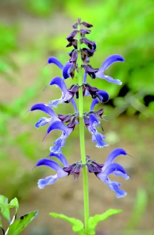 【百草园】丹参