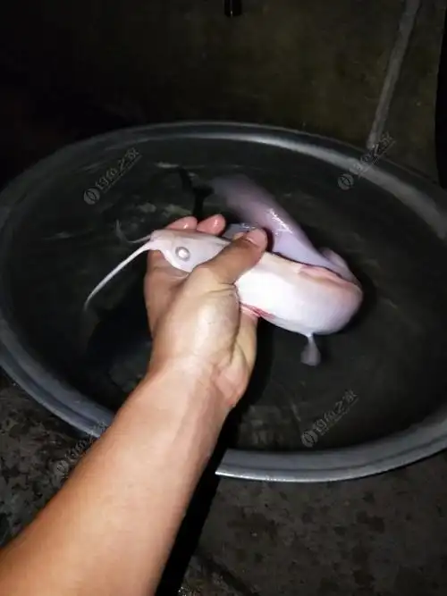 白色叉尾,运气爆棚!