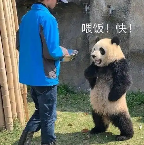 喂饭快-表情图片-搞笑图片表情包-表情包网站