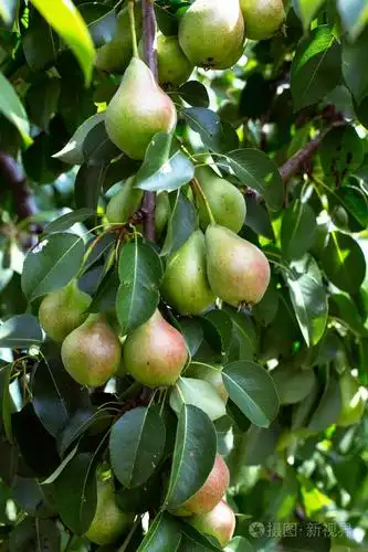 树上的绿梨