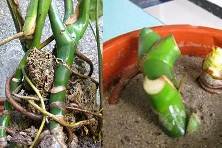 【图】龟背竹扦插新技巧 保留气根成活率更高