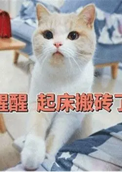 可爱猫咪起床表情包兔图片