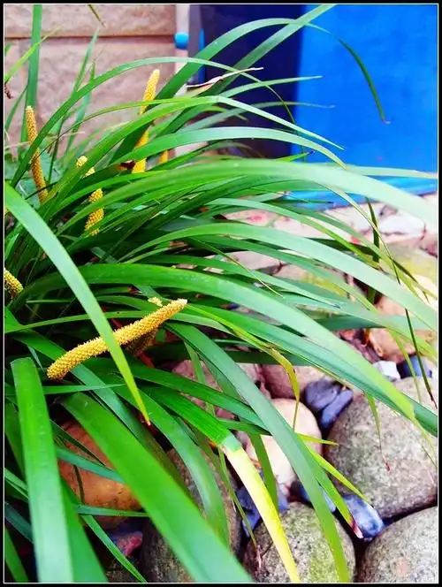 2013-3石菖蒲开花a.