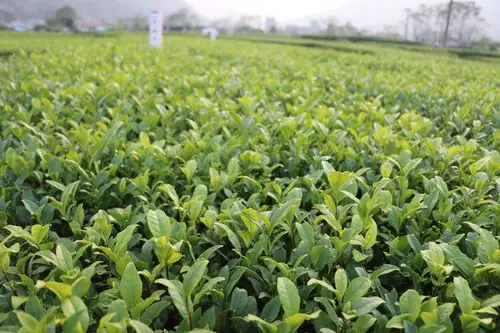 中茶108号茶树苗中茶108茶树苗可制作绿茶红茶福建福安茶苗无性系扦插