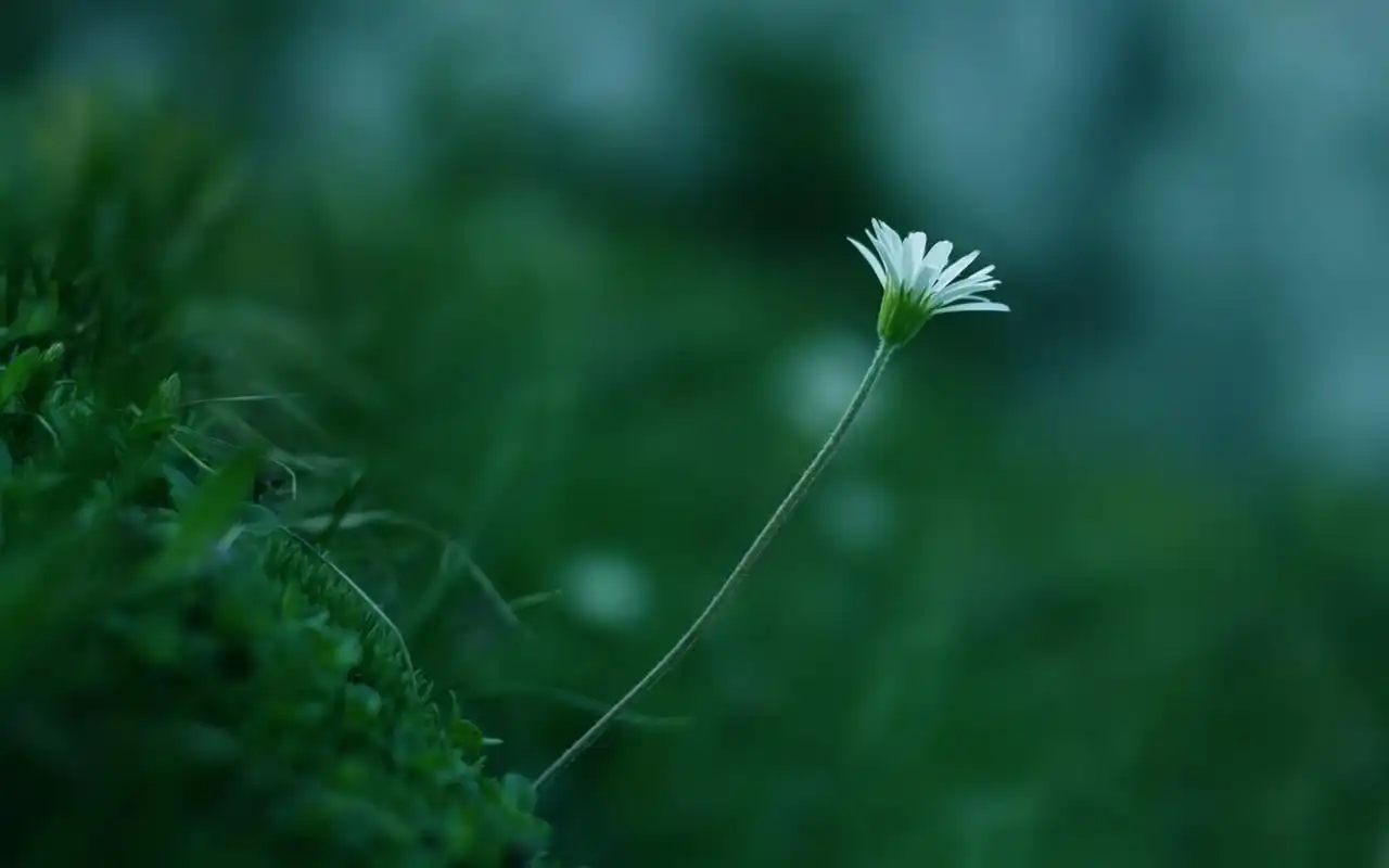 清新淡雅的鲜花