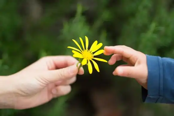 仅一朵花,母亲,儿童,手,美正版图片素材下载