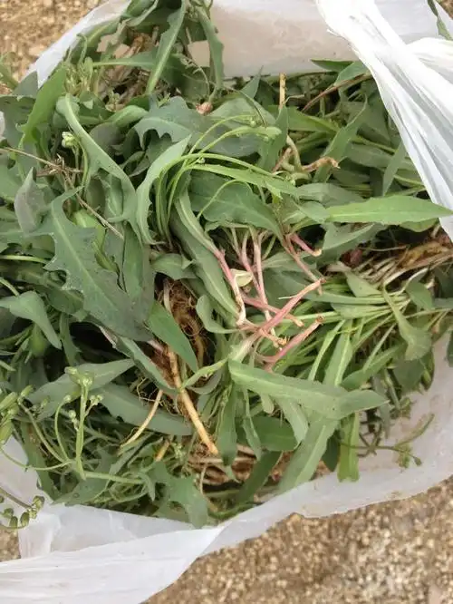 昨日立夏,小编在一处桃园发现大量的苦菜,有开花的,有已窜花苔的,当然