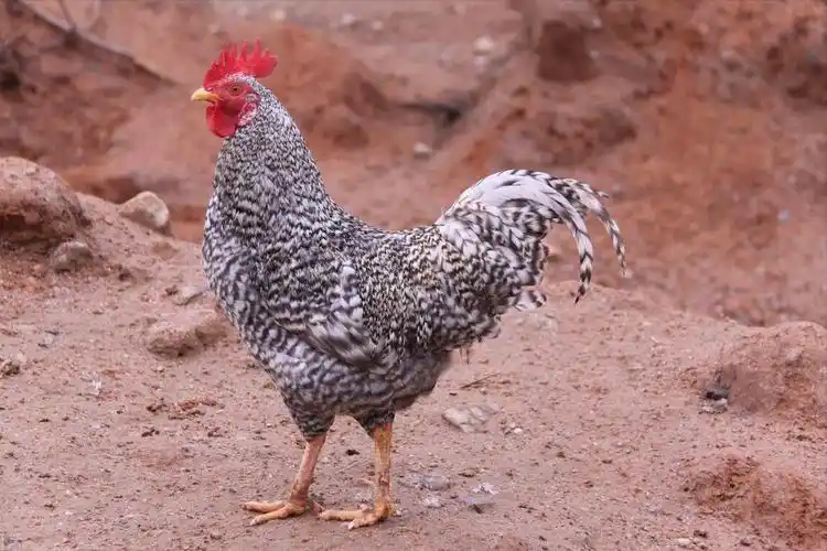 农村散养土鸡十大品种(中国公认口感好的最著名土鸡品种) – 晒速网