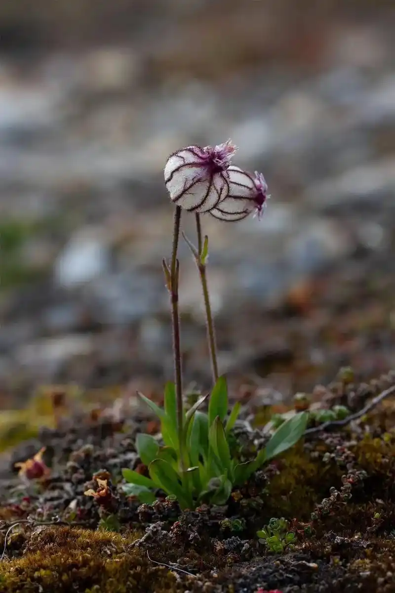 蝇子草 真的太美了吧,有趣的植物数也数不完#植物 #万物生 - 抖音