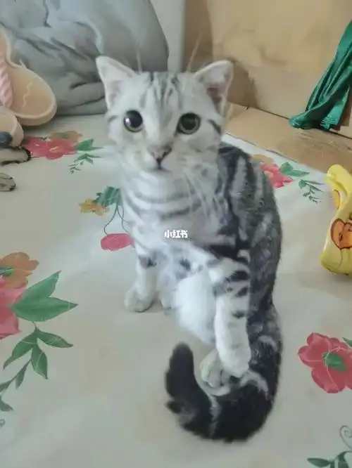 93自家一窝六个多月的美短,一只鱼骨纹一只微渐层.