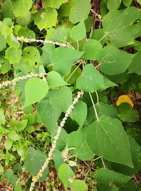 正宗白背叶新鲜500g纯根另售