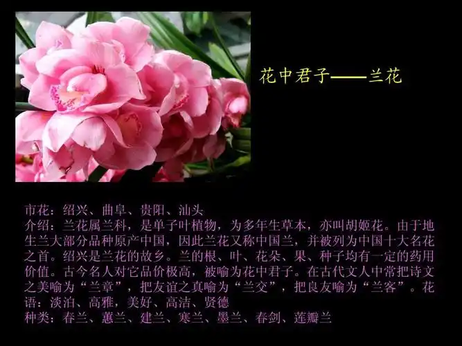 名花欣赏-中国传统十大名花ppt