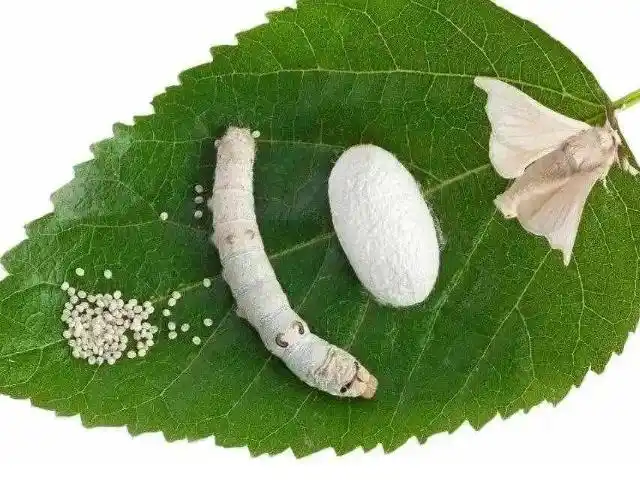 蚕茧怎么分公母最简单的方法