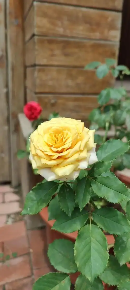 小众复古月季--松之梦