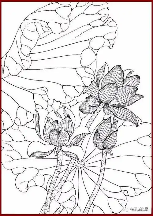 分享一组工笔荷花白描画谱