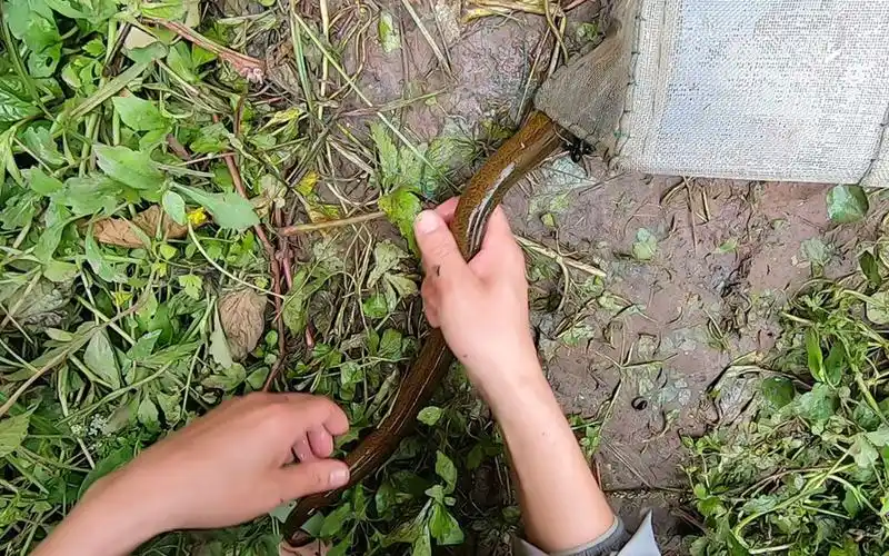 今天才明白黄鳝是这么抓的,小明抓到好多大黄鳝,太给力了