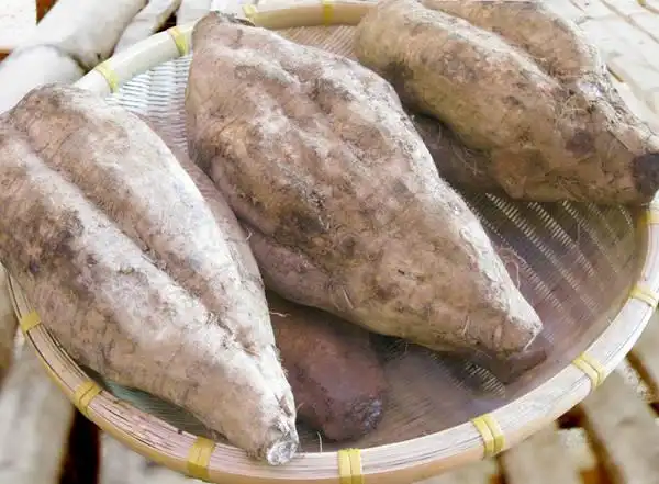 食材分享|高明特产——合水粉葛,甘甜,粉质多,无渣