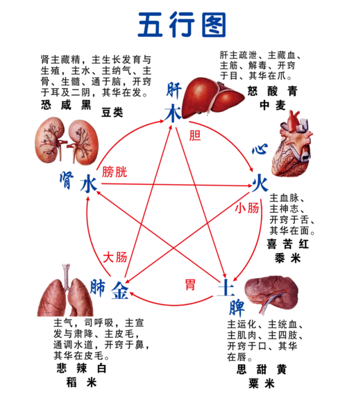 五脏有好恶 肝怕堵,心怕累,脾怕冷 究竟该怎么养五脏