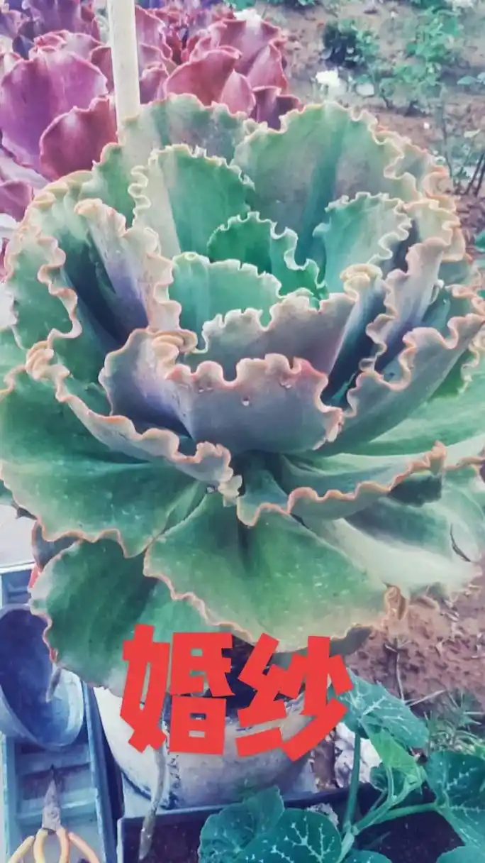 包菜多肉系列十大品种 - 抖音