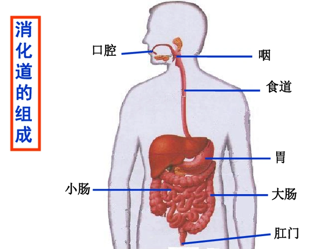42食物的消化与吸收2课时课件34张ppt