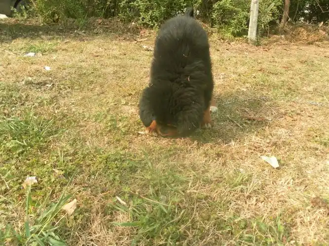 刚从青海海北牧区军马场带回来的40天小藏獒,请喜欢藏獒的朋友帮忙