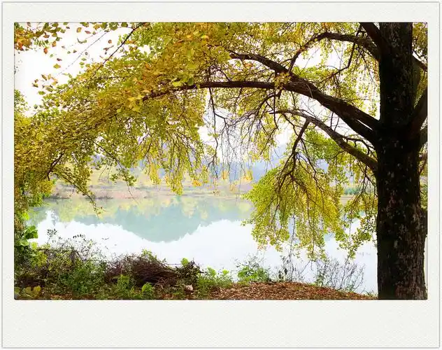 海洋银杏林旅游景点攻略图