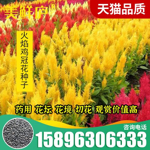 火焰鸡冠花花种籽冠状凤尾鸡冠花种子四季种植花卉庭院田园景观孑