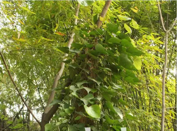 野生新鲜中草药材三角枫 常春藤 泡澡草药 可搭艾草见血清 包邮