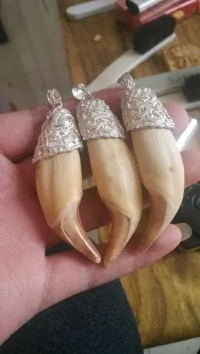 是不是真熊牙,求大神鉴定