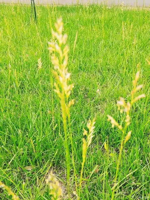 嫩绿的小草给人不一样感觉,舒服